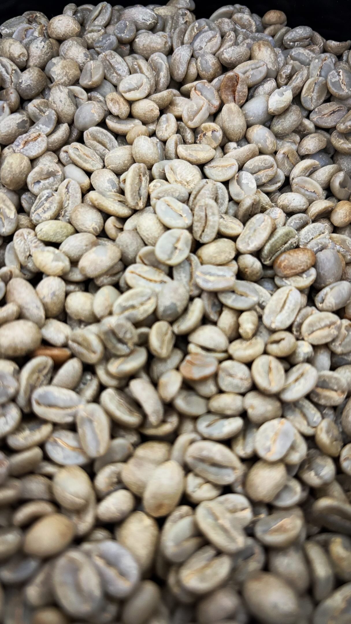 Granos de café verde antes del tostado
